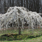 5 Weeping White Cherry Tree Seeds