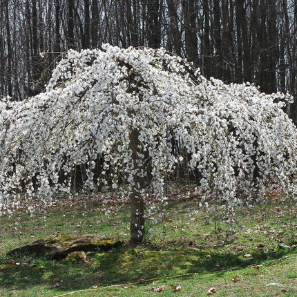 Cherry Blossom Seeds - Sakura Bonsai Tree - Seed World