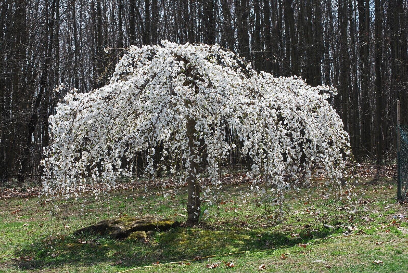 cherry bonsai tree seeds Cherry Blossom Seeds – Grow Sakura Bonsai or Full Trees at Home – Seed World