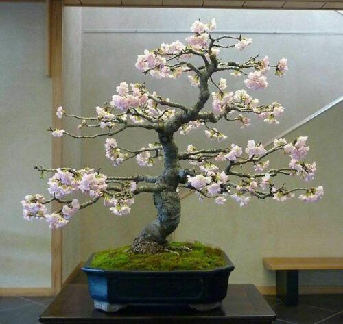 10 Japanese Cherry Blossom Bonsai Seeds - Flowering Sakura Bonsai Seeds