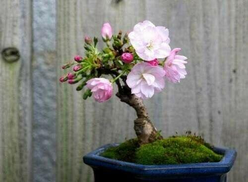 25 Japanese Flowering Cherry Blossom Tree Seeds