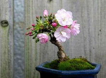 Cherry Blossom Seeds - Sakura Bonsai Tree - Seed World