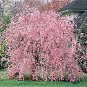Cherry Blossom Seeds - Sakura Bonsai Tree - Seed World