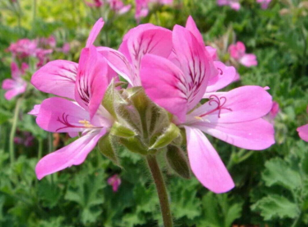 Citronella plant in bloom with purple-pink flowers