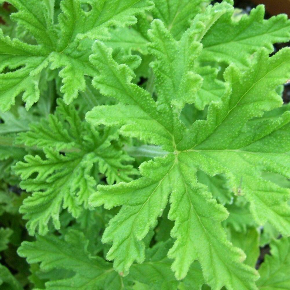 Close-up of citronella plant leaf showing deep green serrated texture
