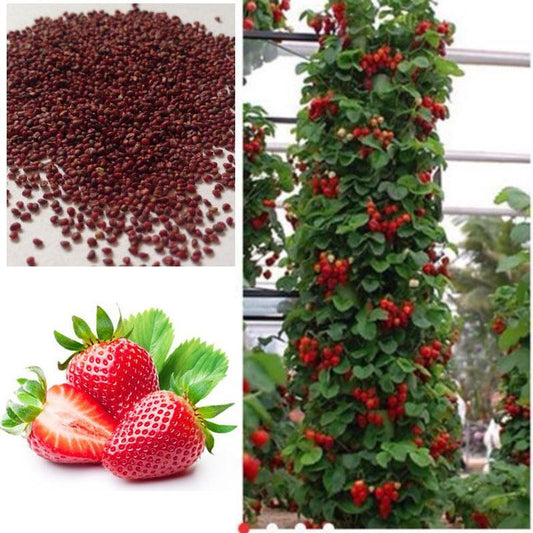 Climbing Strawberry Seeds - Seed World