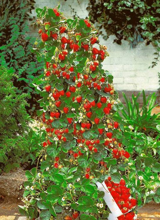 Climbing Strawberry Seeds - Seed World