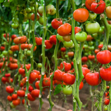 Mixed-stage climbing tomatoes (green to red)