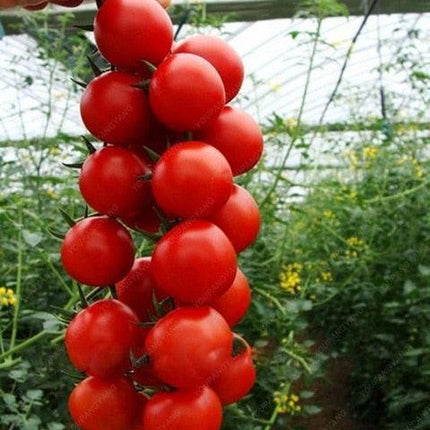 Climbing Tomato Seeds 15+ Heirloom Indeterminate Variety - Seed World