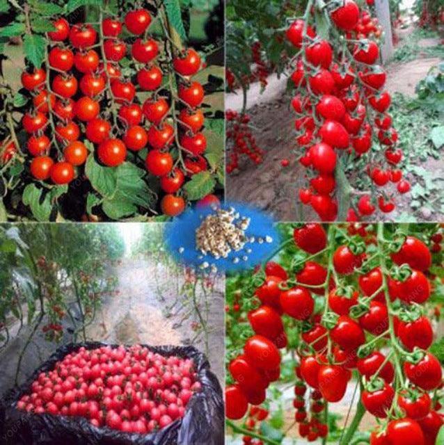 Climbing Tomato Seeds 15+ Heirloom Indeterminate Variety - Seed World