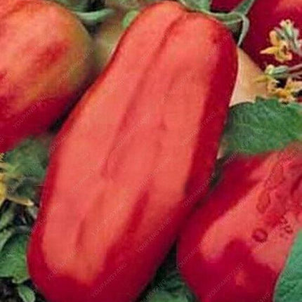Climbing Tomato Seeds 15+ Heirloom Indeterminate Variety - Seed World