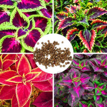 Coleus Hybridus Seeds – Seed World