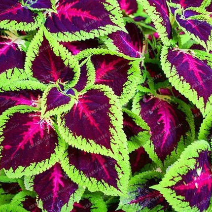 Coleus Hybridus Seeds - Seed World