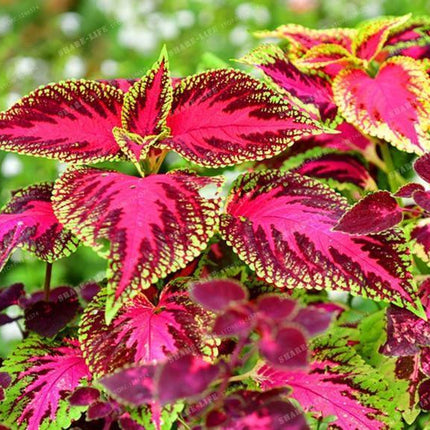Coleus Hybridus Seeds - Seed World