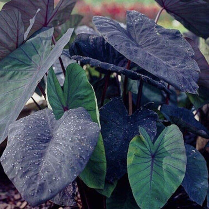 Colocasia Esculenta, "Black Ruffles Elephant Ear" Live Plant - Seed World