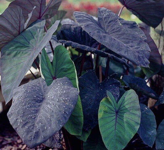 Colocasia Esculenta, "Black Ruffles Elephant Ear" Live Plant - Seed World