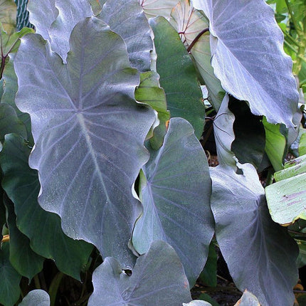 Colocasia Esculenta, "Black Ruffles Elephant Ear" Live Plant - Seed World