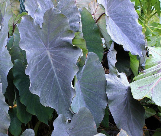 Colocasia Esculenta, "Black Ruffles Elephant Ear" Live Plant - Seed World