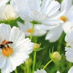 20 White Cosmos Seeds