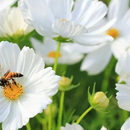 Cosmos Flower Seeds - Seed World