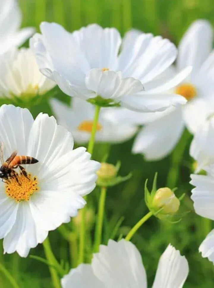 Cosmos Flower Seeds - Seed World