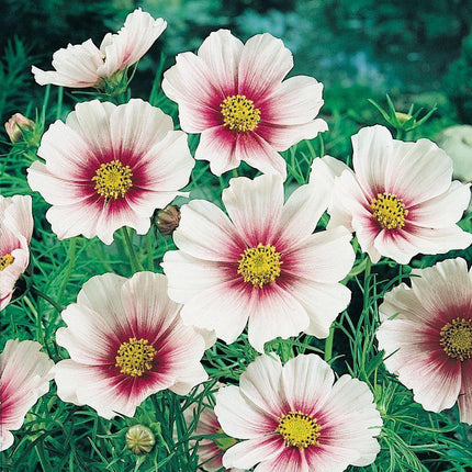 Cosmos Flower Seeds - Seed World