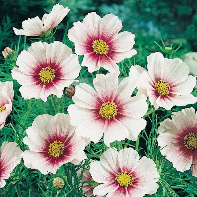 Cosmos Flower Seeds - Seed World