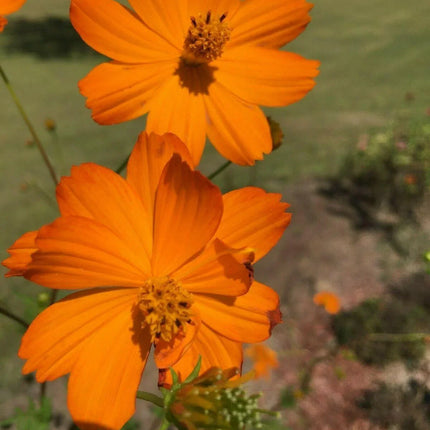Cosmos Flower Seeds - Seed World