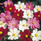 100 Mix Cosmos Seeds