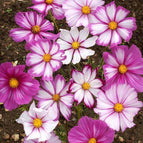 20 White And Pink Cosmos Seeds