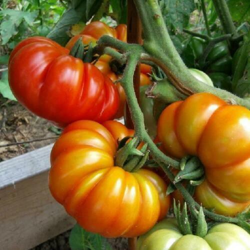 Coustralee Tomato Seeds - Seed World