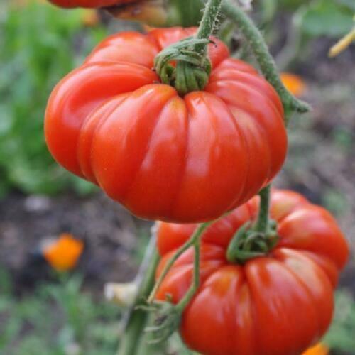 Coustralee Tomato Seeds - Seed World