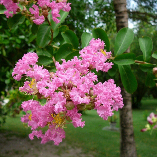 Crape Myrtle (Lagerstroemia Indica) Seeds - Seed World