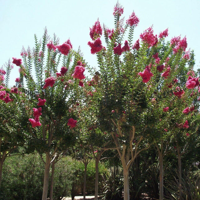 Crape Myrtle (Lagerstroemia Indica) Seeds - Seed World
