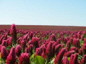Crimson Clover Seed | For Deer Food Plot Pastures Hay Silage Bees Reseeding Clover - Seed World
