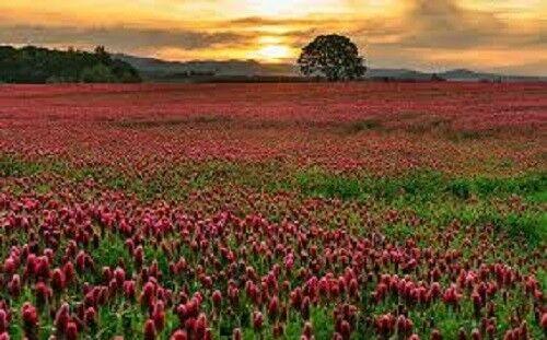 Crimson Clover Seed | For Deer Food Plot Pastures Hay Silage Bees Reseeding Clover - Seed World