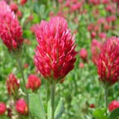 Crimson Clover Seed | For Deer Food Plot Pastures Hay Silage Bees Reseeding Clover - Seed World