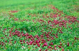 Crimson Clover Seed | For Deer Food Plot Pastures Hay Silage Bees Reseeding Clover - Seed World