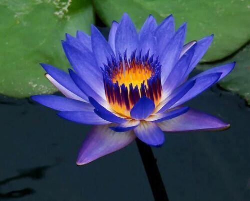 Deep blue lotus flower with yellow center