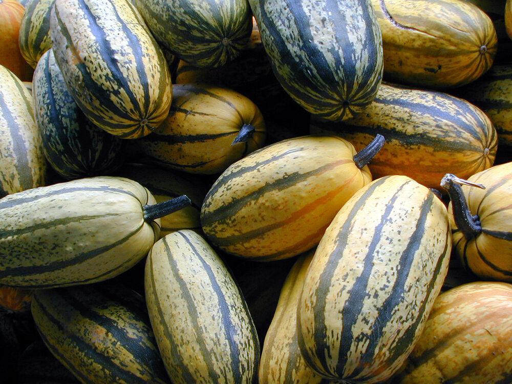 Close-up of striped Delicata squash fruits