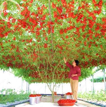 Dense tomato canopy in commercial growing setup