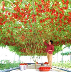 Dense tomato canopy in commercial growing setup