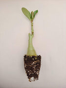 Desert Rose Live Plant - Adenium Obesum - Seed World