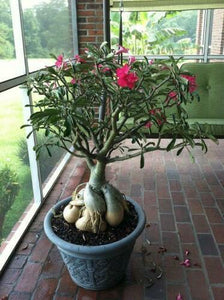 Desert Rose Live Plant - Adenium Obesum - Seed World