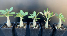 Desert Rose Live Plant - Adenium Obesum - Seed World