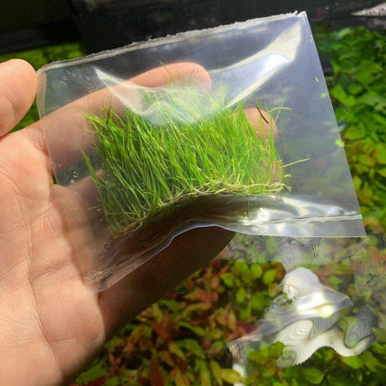 Dwarf Hairgrass Mini Live Aquarium Plants - Seed World