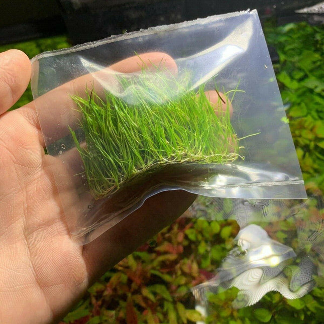Dwarf Hairgrass Mini Live Aquarium Plants - Seed World