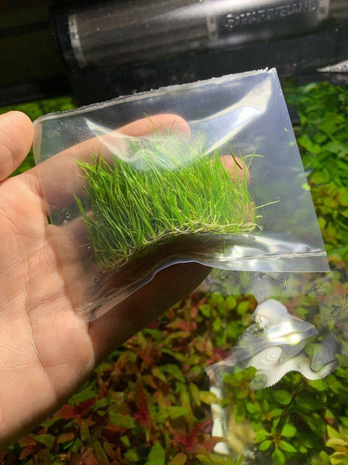 Dwarf Hairgrass Mini Live Aquarium Plants - Seed World