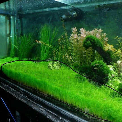 Dwarf Hairgrass Mini Live Aquarium Plants - Seed World