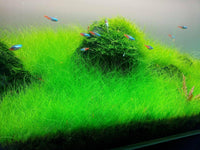 Dwarf Hairgrass Mini Live Aquarium Plants - Seed World